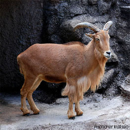 Aoudad