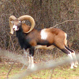 Mouflon Ram