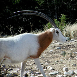 Scimitar Horned Oryx