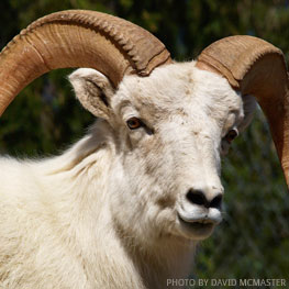 Texas Dall Ram