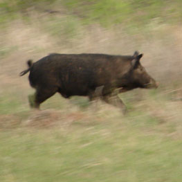 Trophy Hog and Meat Hog Hunting