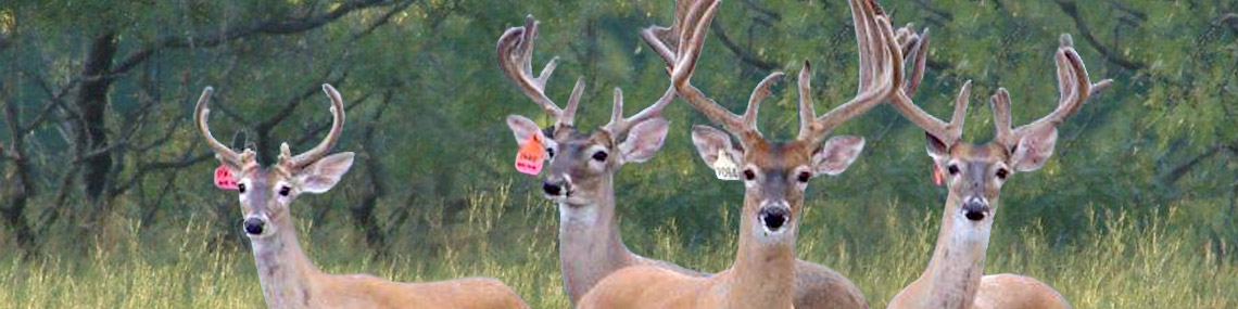 Book a Texas Hunt