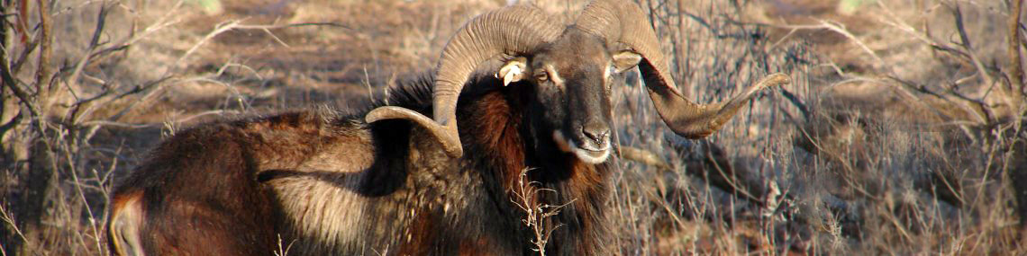Book a Texas Hunt
