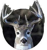 Trophy Whitetail Hunts in Texas