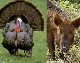 Spring Turkey Hunting in Texas